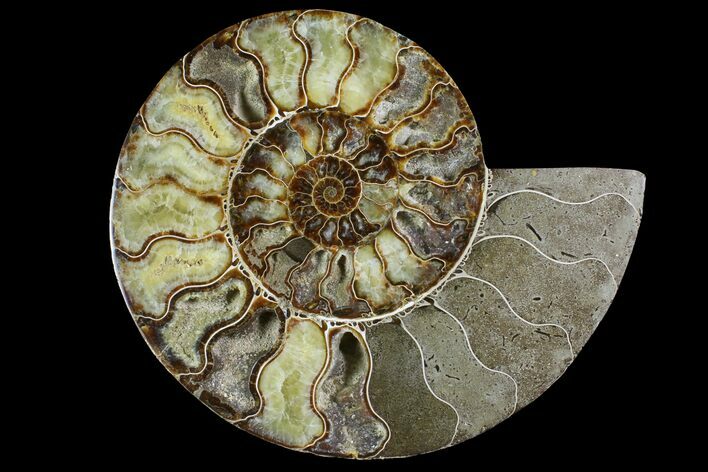 Agatized Ammonite Fossil (Half) - Madagascar #145215
